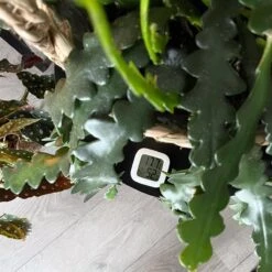 Temperatuur- En Luchtvochtigheidsmeter - Inclusief Batterij, Houder én Sticker - Digitale Hygrometer, Thermometer, Temperatuurmeter Voor Binnen, Digitaal Weerstation - Luchtvochtigheid Voor Planten Digitaal Meten -Makita Winkel 1200x1200 1303