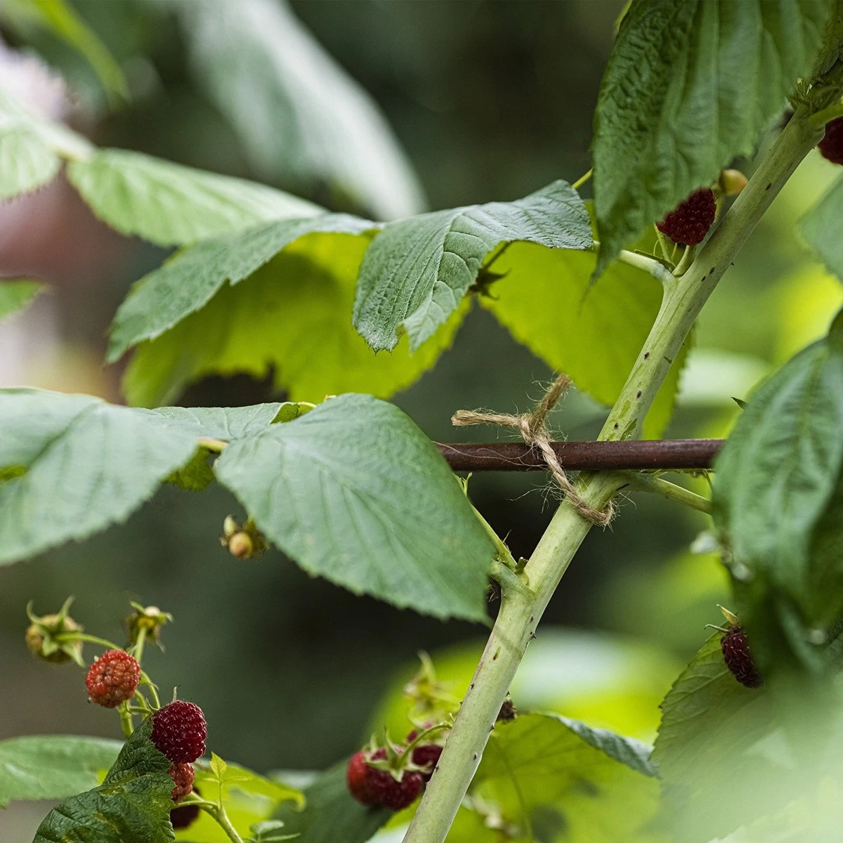 Jute Touw 110 Meter X 2 Mm 250 Gram 7 Jute Touw 110 Meter X 2 Mm 250 Gram - Afbeelding 5