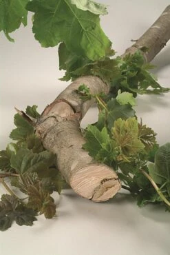 Bosch Reciprozaagbladen - 3-delig -Makita Winkel 802x1200 4